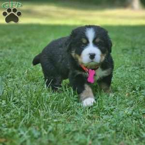 Gwen, Bernese Mountain Dog Puppy